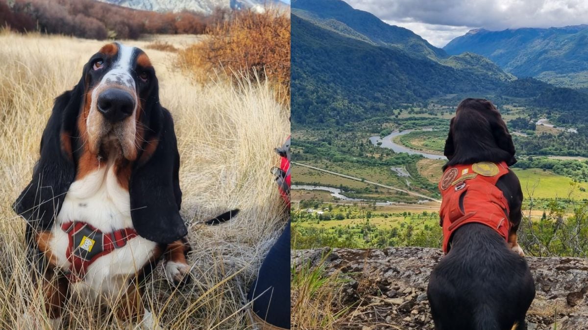 Humboldt, el basset hound que se sienta y los científicos ya saben que algo encontró en el bosque