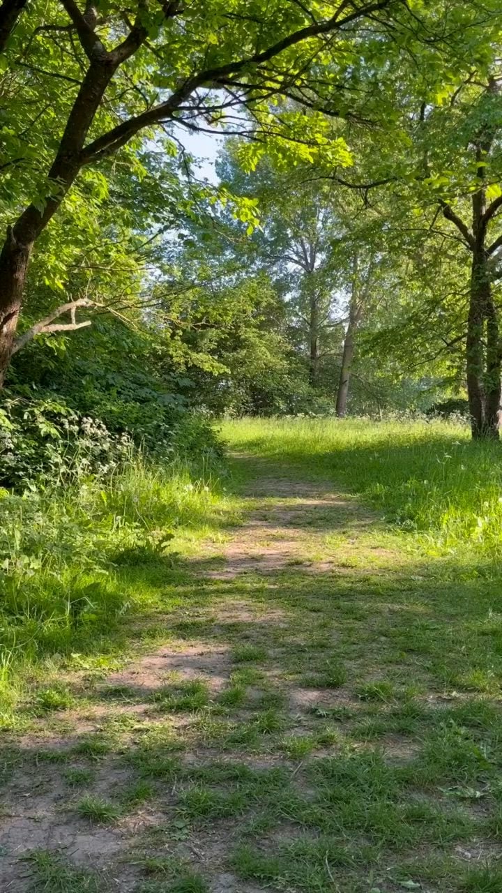 Shinrin-yoku, el arte de caminar entre árboles y dejar que el cuerpo se calme solo