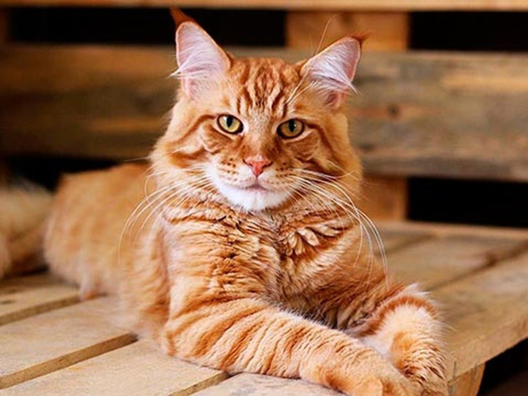 Menos, más gato: por qué los felinos conquistan los departamentos porteños