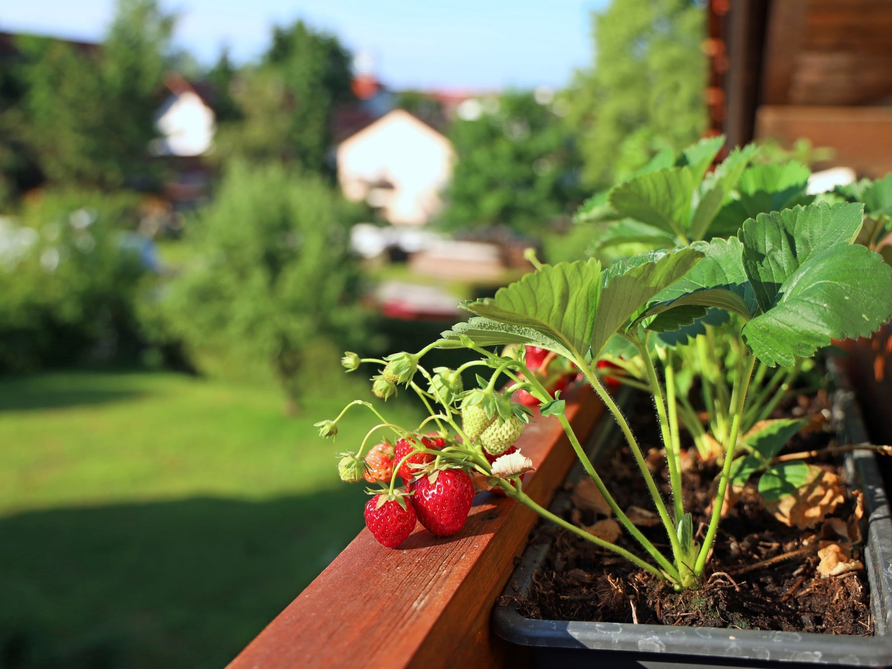 La huerta de septiembre: cómo hacer que las plantas comestibles convivan con las flores del jardín