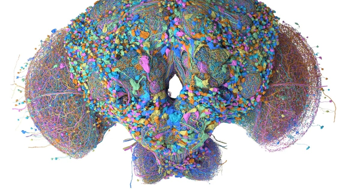 Una mosca digital: el mapa neuronal completo de la Drosophila que ya clasifica correos, juega al Doom y opera con criptomonedas