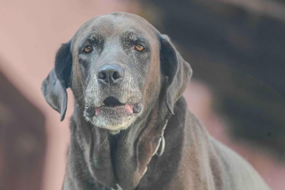 El Chaltén calcula el registro y la patente de mascotas en litros de nafta y proyecta sanciones en módulos