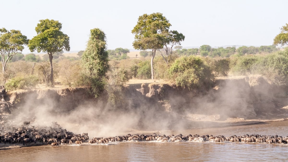 Tanzania en tres actos: entre la manada que no tiene horario y un cráter que parece no terminar nunca