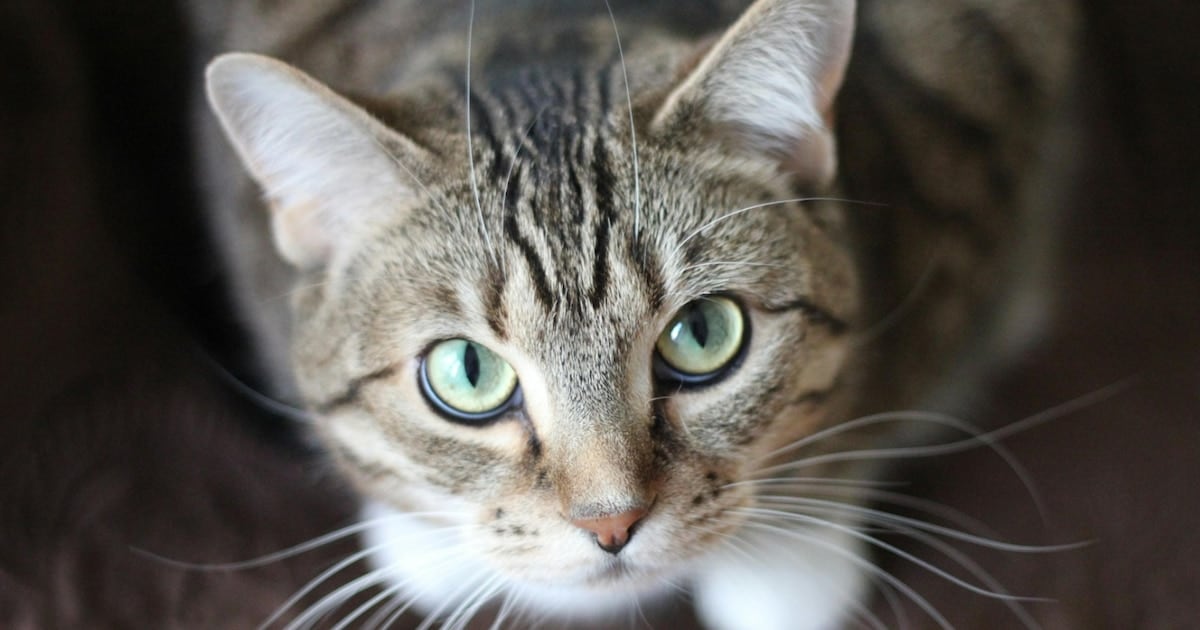 Cuando el gato parece sano pero carga un parásito que también puede saltar a las personas