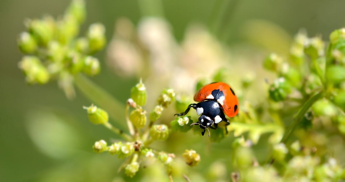 La huerta sin química: recetas de la abuela que el INTA avala para espantar plagas del jardín