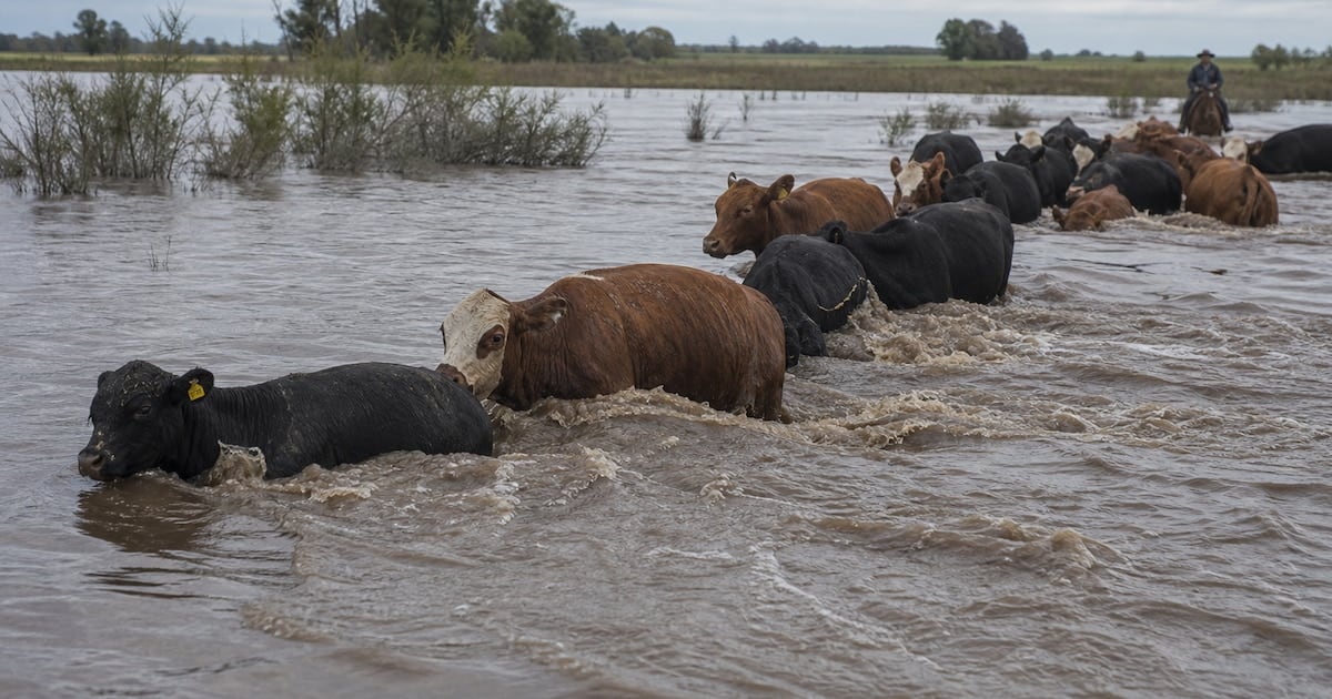 La bajante de hacienda en Corrientes empuja los valores de la carne y se suma a la menor oferta mundial