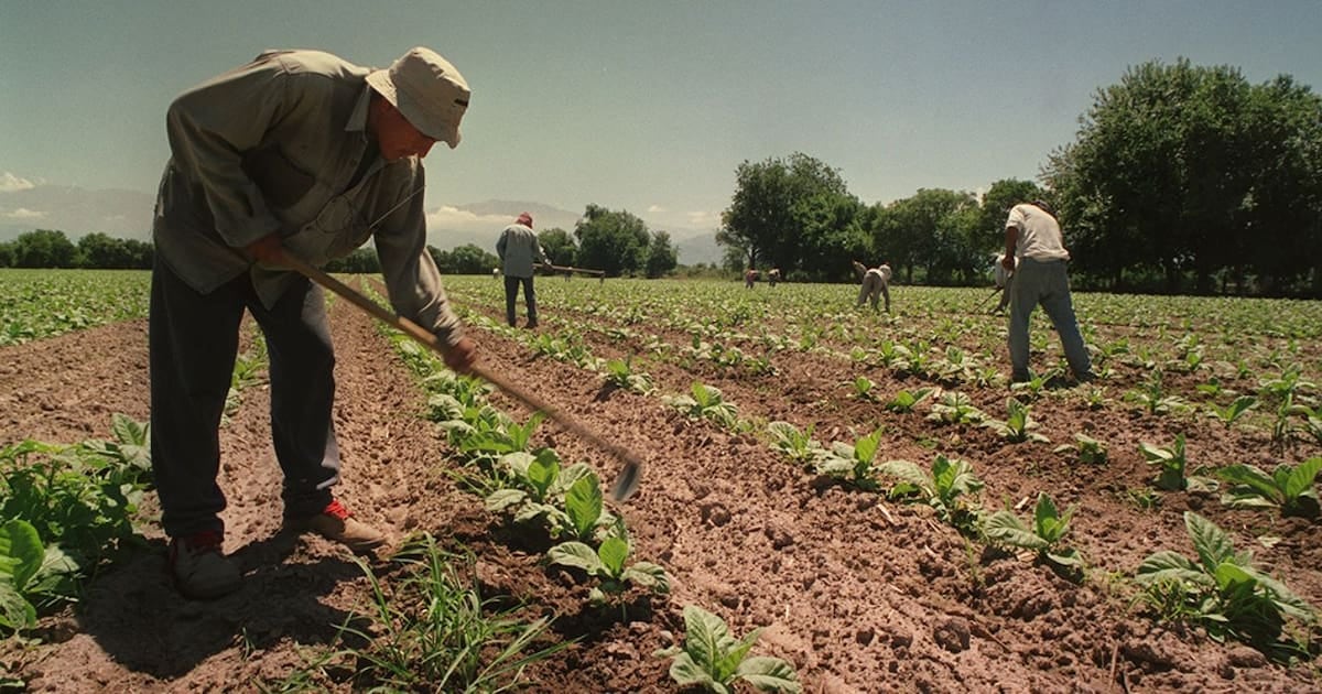 Asignaciones familiares en el campo: el piso equivalente a la AUH sigue garantizado por un año más para los temporarios